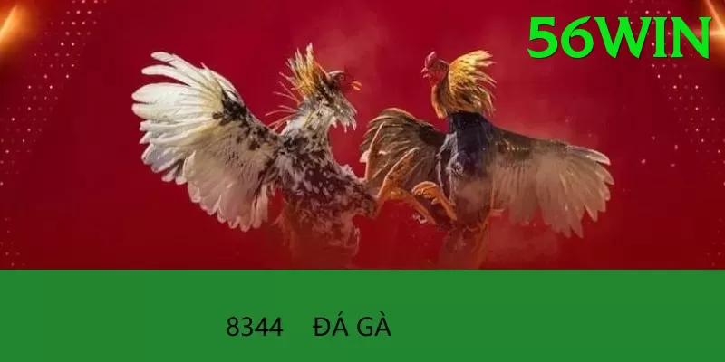 Đá Gà Trực Tiếp - 56win - Chơi thử